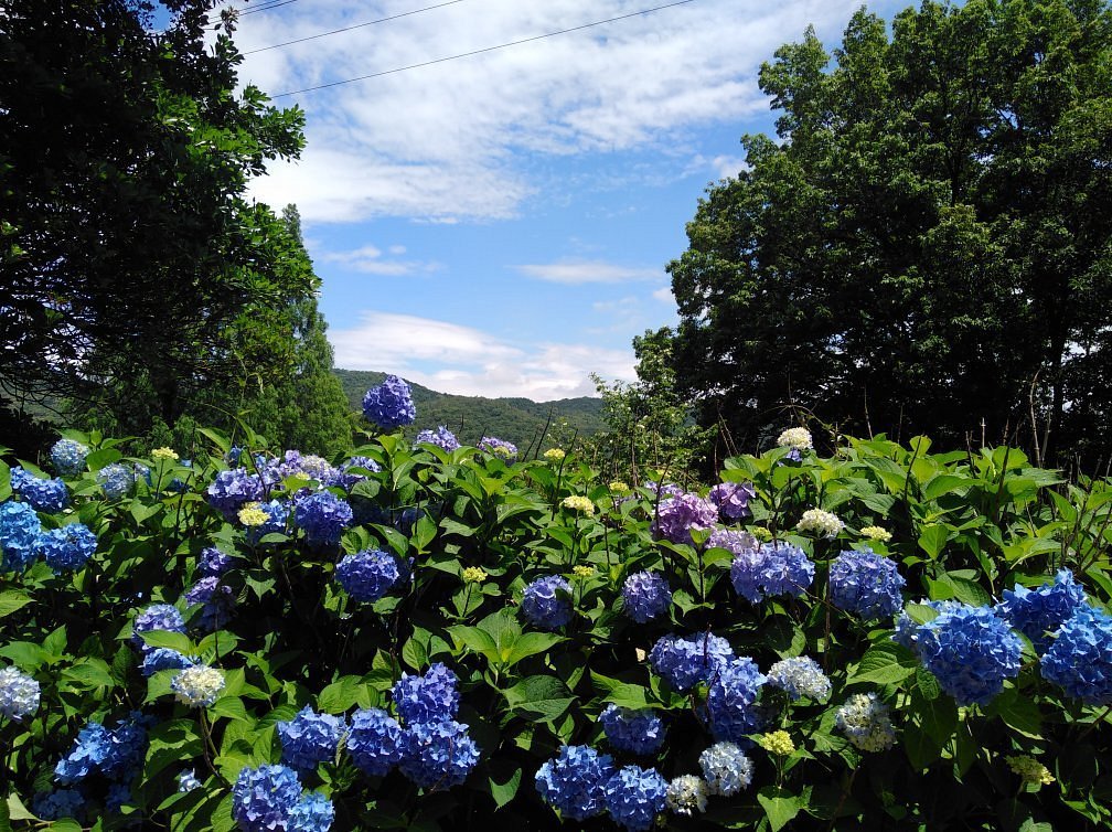 🌳 시민 사계절의 숲 (시민 시키노모리) 이미지 9